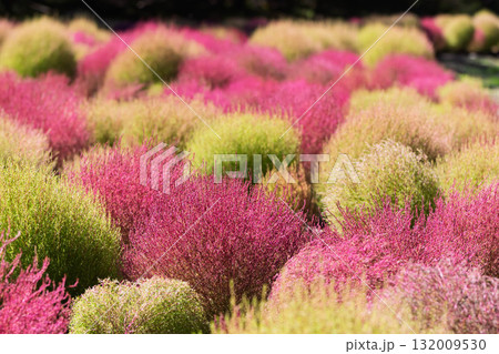 たんばらコキアガーデン　コキア畑　群馬県沼田市 132009530