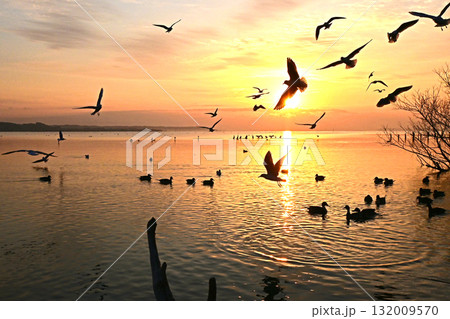 水鳥の戯れる霞ケ浦の初日の出 132009570