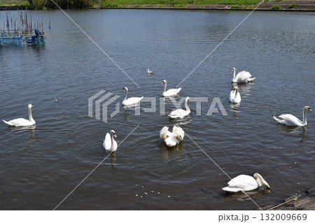 牛久沼 茨城県龍ヶ崎市 132009669