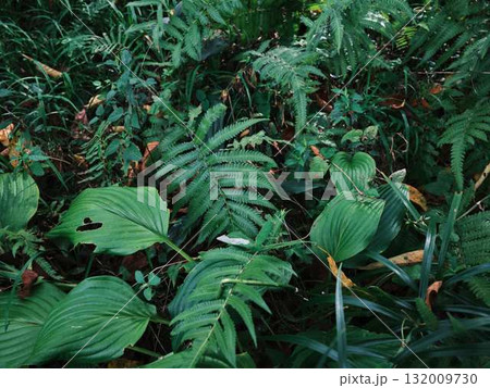 自然 自然 132009730