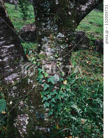 自然 自然 132009731