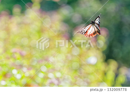 花畑をふわふわと飛ぶアサギマダラ 花畑をふわふわと飛ぶアサギマダラ 132009778