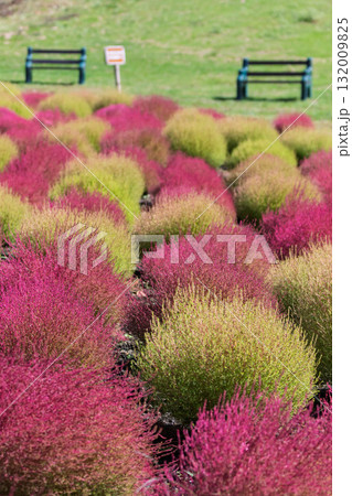 たんばらコキアガーデン　コキア畑　群馬県沼田市 132009825