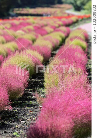 たんばらコキアガーデン コキア畑 群馬県沼田市 たんばらコキアガーデン コキア畑 群馬県沼田市 132009832