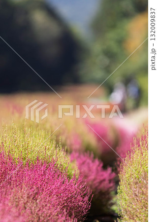 たんばらコキアガーデン コキア畑 群馬県沼田市 たんばらコキアガーデン コキア畑 群馬県沼田市 132009837