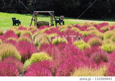 たんばらコキアガーデン　コキア畑　群馬県沼田市 132009841