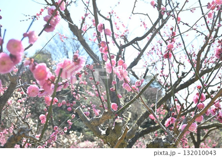 梅の花 132010043