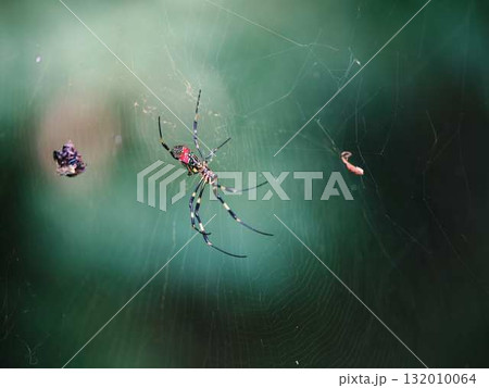 蜘蛛 蜘蛛 132010064