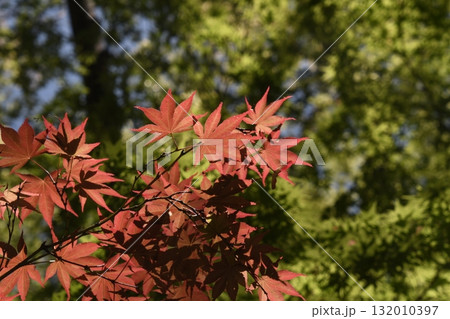 蚕糸の森公園 蚕糸の森公園 132010397