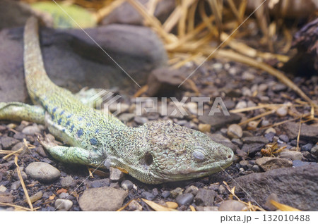 目をつぶって土の上で寝ているトカゲ 132010488