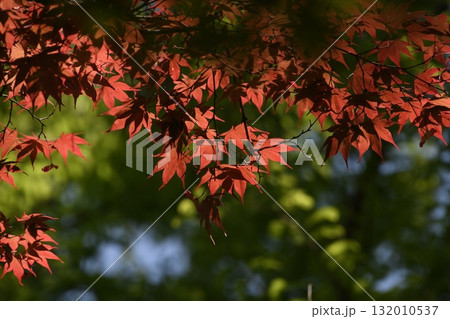 蚕糸の森公園 蚕糸の森公園 132010537