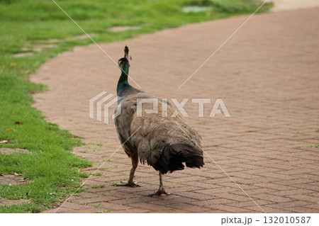 ホノルル動物園の七面鳥 ホノルル動物園の七面鳥 132010587
