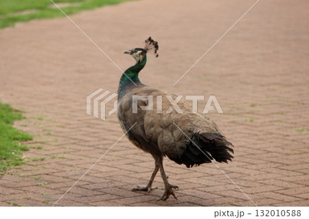 ホノルル動物園の七面鳥 132010588