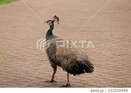 ホノルル動物園の七面鳥 132010589