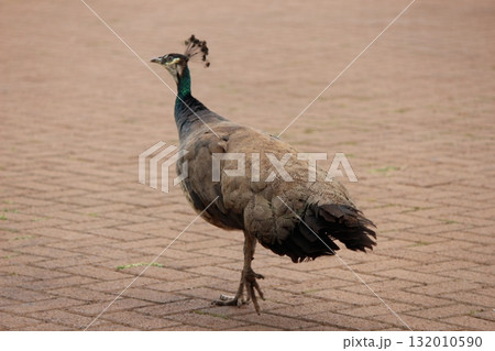 ホノルル動物園の七面鳥 ホノルル動物園の七面鳥 132010590
