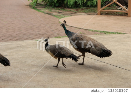 ホノルル動物園の七面鳥 132010597