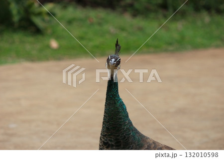 ホノルル動物園の七面鳥 ホノルル動物園の七面鳥 132010598