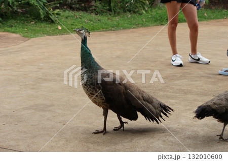 ホノルル動物園の七面鳥 132010600
