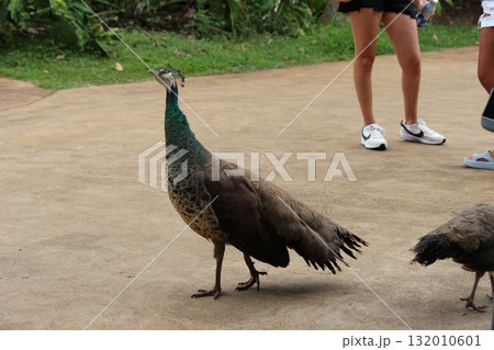 ホノルル動物園の七面鳥 132010601