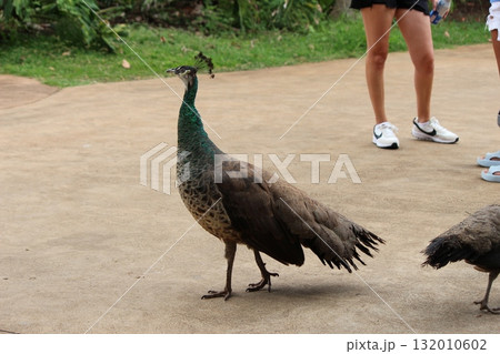 ホノルル動物園の七面鳥 132010602
