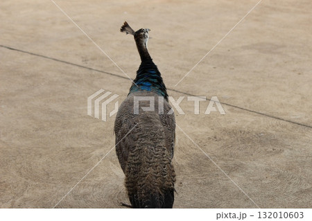 ホノルル動物園の七面鳥 ホノルル動物園の七面鳥 132010603
