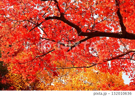 明治の森箕面国定公園の紅葉 明治の森箕面国定公園の紅葉 132010636