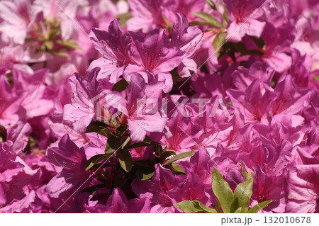 蚕糸の森公園 132010678