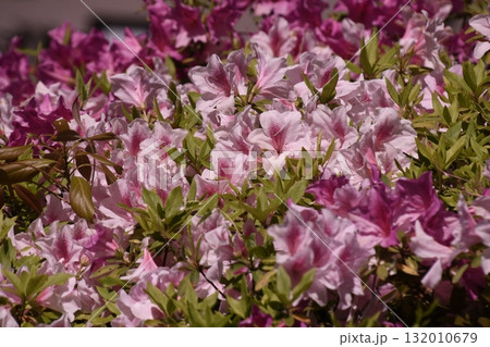 蚕糸の森公園 蚕糸の森公園 132010679