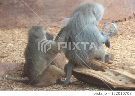 ホノルル動物園の猿 132010708