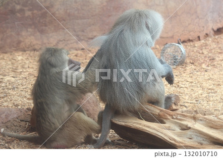 ホノルル動物園の猿 132010710