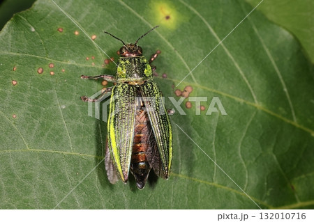 生き物　昆虫　アオムネスジタマムシ、背中の色は金属光沢の赤銅色。腹端の様子からこれはメスかな？ 132010716
