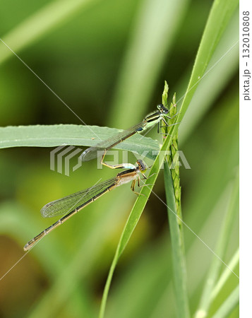 交尾をするアオモンイトトンボのクローズアップ 132010808