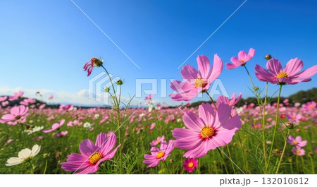 秋風に揺れるコスモスの花 — 柔らかな日差しと自然の美しさ 秋風に揺れるコスモスの花 — 柔らかな日差しと自然の美しさ 132010812