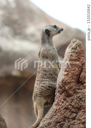 ホノルル動物園のミーアキャット 132010842
