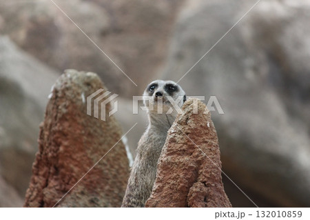 ホノルル動物園のミーアキャット 132010859