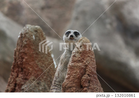ホノルル動物園のミーアキャット 132010861