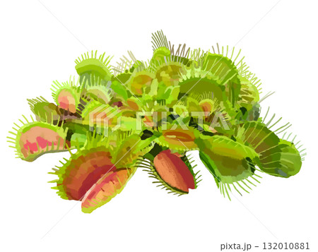 ハエトリ草（鉢なし） 132010881