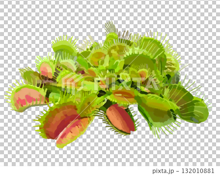 ハエトリ草（鉢なし） 132010881