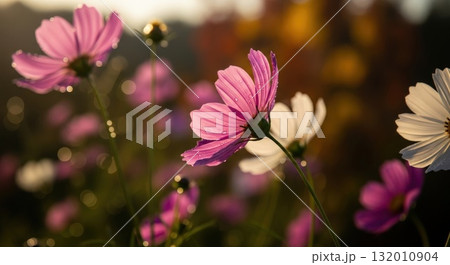 秋風に揺れるコスモスの花 — 柔らかな日差しと自然の美しさ 132010904