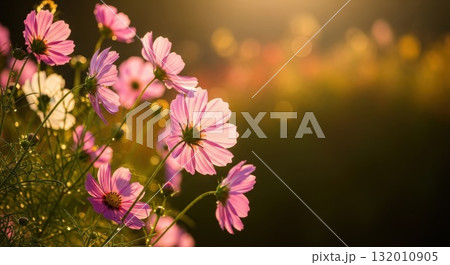 秋風に揺れるコスモスの花 — 柔らかな日差しと自然の美しさ 秋風に揺れるコスモスの花 — 柔らかな日差しと自然の美しさ 132010905
