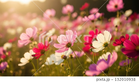 秋風に揺れるコスモスの花 — 柔らかな日差しと自然の美しさ 132010938