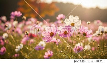 秋風に揺れるコスモスの花 — 柔らかな日差しと自然の美しさ 132010940