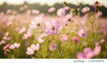 秋風に揺れるコスモスの花 — 柔らかな日差しと自然の美しさ 132010945