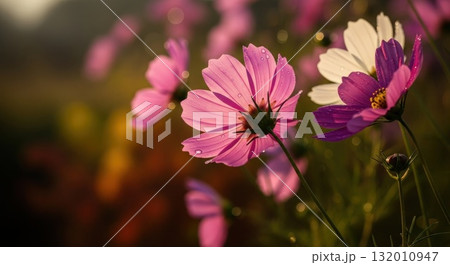 秋風に揺れるコスモスの花 — 柔らかな日差しと自然の美しさ 132010947