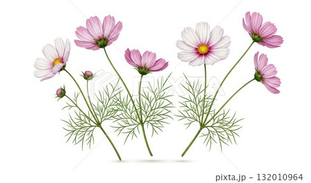 白背景の明るくエレガントなコスモスの花イラスト 132010964