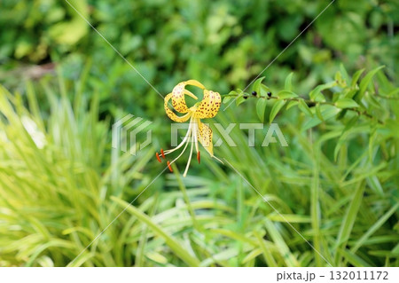 可愛い　ユリの花 132011172