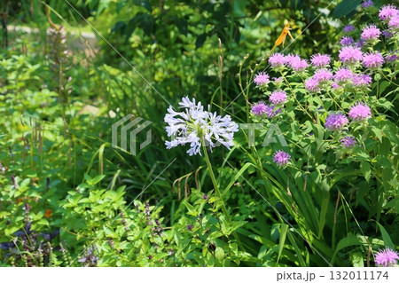 爽やか　アガパンサスの花 132011174
