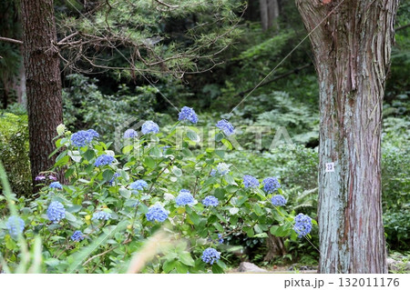 爽やか　アジサイの花 132011176