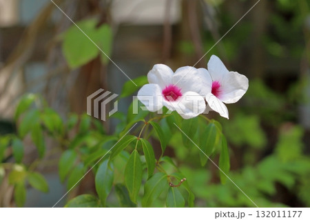 爽やか ソケイノウゼンの花 爽やか ソケイノウゼンの花 132011177