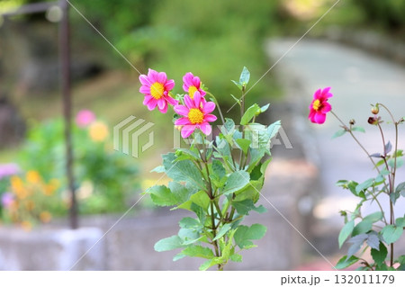 ダリアの花 ダリアの花 132011179